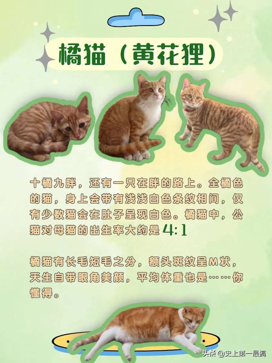 中华田园猫的类别