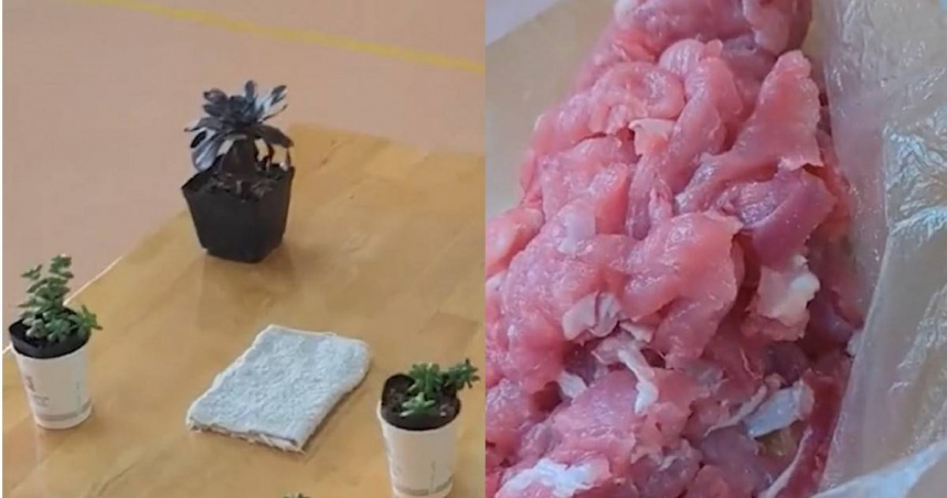 老師要求帶多肉植物到校觀察 3歲童隔天帶一包豬肉很多的肉